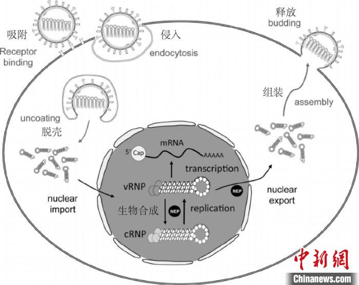 中科院微生物所科普 抗生素为何不能抗病毒 新闻频道 央视网 cctv com