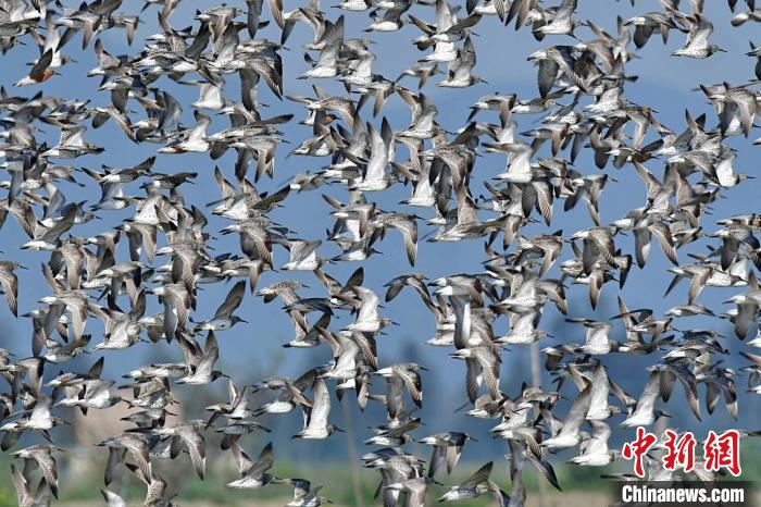 「大滨鹬」上万只濒危鸟类大滨鹬“做客”浙江温岭