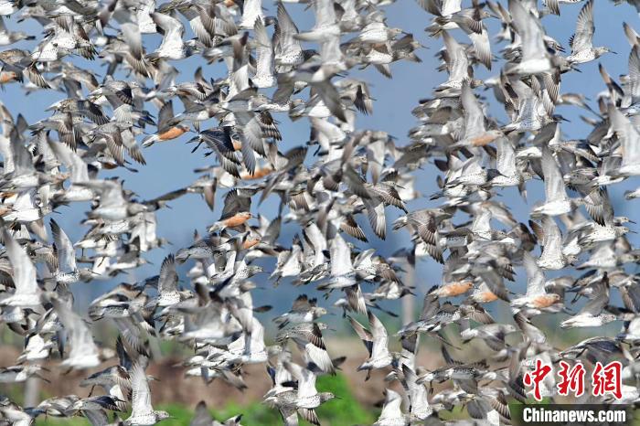 「大滨鹬」上万只濒危鸟类大滨鹬“做客”浙江温岭