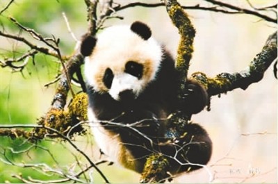 『秦岭』走进绿色秦岭