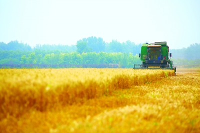 小麦北京市小麦机收作业本周完成