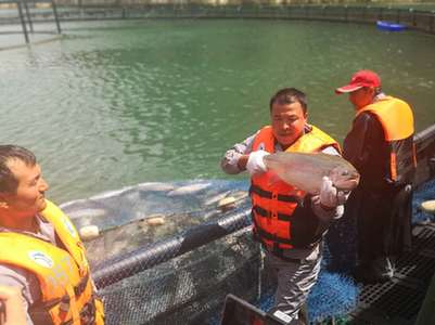 新疆|伊犁河上新“牧民”新生活