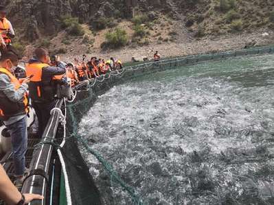新疆|伊犁河上新“牧民”新生活