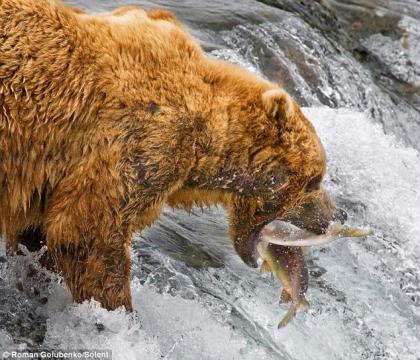 The&nbsp;mother,&nbsp;who&nbsp;was&nbsp;showing&nbsp;her&nbsp;cubs&nbsp;the&nbsp;art&nbsp;of&nbsp;fishing&nbsp;over&nbsp;a&nbsp;waterfall,&nbsp;managed&nbsp;to&nbsp;snatch&nbsp;the&nbsp;salmon&nbsp;first&nbsp;and&nbsp;then,&nbsp;with&nbsp;a&nbsp;swipe&nbsp;of&nbsp;her&nbsp;huge&nbsp;paw,&nbsp;see&nbsp;off&nbsp;the&nbsp;chap&nbsp;who&nbsp;dared&nbsp;interrupt&nbsp;her.&nbsp;