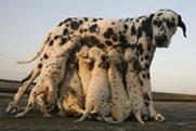 Dalmatian gives birth to 12