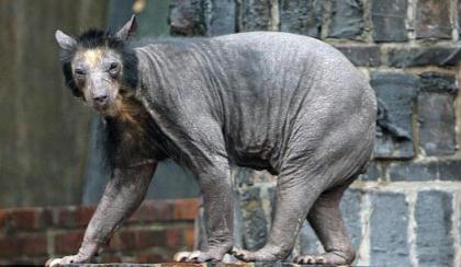 Becoming&nbsp;"naked"&nbsp;is&nbsp;definitely&nbsp;not&nbsp;the&nbsp;bear's&nbsp;fault,&nbsp;it&nbsp;seems&nbsp;to&nbsp;have&nbsp;been&nbsp;the&nbsp;victim&nbsp;of&nbsp;an&nbsp;unknown&nbsp;disease.&nbsp;