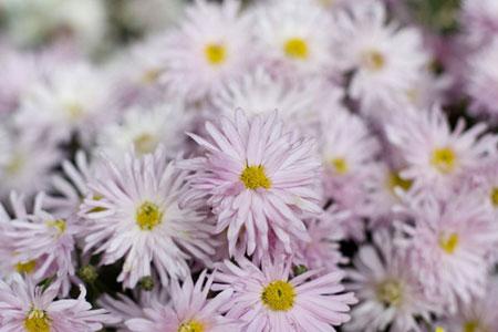 The&nbsp;annual&nbsp;Chrysanthemum&nbsp;Fair&nbsp;has&nbsp;kicked&nbsp;off&nbsp;in&nbsp;the&nbsp;Hongluo&nbsp;Temple.&nbsp;[Photo:&nbsp;poco.cn]