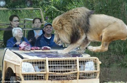 This&nbsp;incredible&nbsp;Lions&nbsp;on&nbsp;the&nbsp;Edge&nbsp;exhibit,&nbsp;which&nbsp;puts&nbsp;you&nbsp;just&nbsp;inches&nbsp;from&nbsp;a&nbsp;lion’s&nbsp;jaws,&nbsp;is&nbsp;one&nbsp;of&nbsp;the&nbsp;biggest&nbsp;attractions&nbsp;at&nbsp;the&nbsp;zoo.&nbsp;