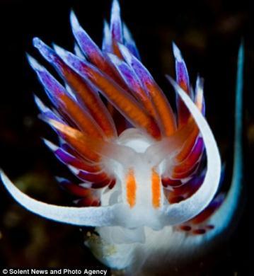 Some&nbsp;of&nbsp;the&nbsp;two-inch&nbsp;sea&nbsp;slugs&nbsp;have&nbsp;intense&nbsp;and&nbsp;bright&nbsp;colouring&nbsp;to&nbsp;warn&nbsp;predators&nbsp;they&nbsp;may&nbsp;be&nbsp;poisonous