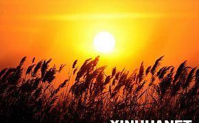 黃河三角洲濕地生態得到有效恢復