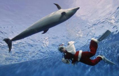 A&nbsp;diver&nbsp;dressed&nbsp;as&nbsp;Santa&nbsp;Claus&nbsp;swims&nbsp;with&nbsp;fish&nbsp;at&nbsp;Hakkeijima&nbsp;Sea&nbsp;Paradise&nbsp;in&nbsp;Yokohama,&nbsp;south&nbsp;of&nbsp;Tokyo&nbsp;November&nbsp;15,&nbsp;2009.(Xinhua/Reuters&nbsp;Photo)