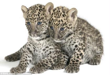 Chant&nbsp;and&nbsp;Sloka,&nbsp;six-week-old&nbsp;Leopard&nbsp;cubs