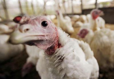 A turkey looks around its enclosure at the Seven Acres Farm in North Reading, Massachusetts November 25, 2009, one day before the Thanksgiving holiday in the United States.(Xinhua/Reuters Photo)