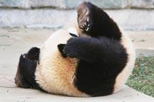 Head over heels! The Giant Panda who did a roly-poly in his sleep