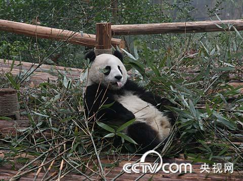 一只贪吃的熊猫躲在一边，正在享受竹子大餐。