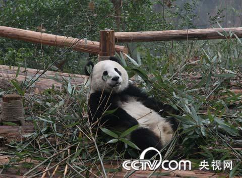 一只贪吃的熊猫躲在一边正在享用美味的竹子大餐。