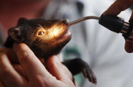 An&nbsp;unnamed&nbsp;male&nbsp;Tasmanian&nbsp;devil&nbsp;cub&nbsp;receives&nbsp;a&nbsp;health&nbsp;check-up&nbsp;in&nbsp;his&nbsp;enclosure&nbsp;at&nbsp;Sydney's&nbsp;Taronga&nbsp;Zoo,&nbsp;in&nbsp;this&nbsp;October&nbsp;22,&nbsp;2009&nbsp;file&nbsp;photo.&nbsp;A&nbsp;international&nbsp;team&nbsp;of&nbsp;scientists&nbsp;has&nbsp;discovered&nbsp;the&nbsp;genetic&nbsp;marker&nbsp;for&nbsp;a&nbsp;deadly&nbsp;cancer&nbsp;ravaging&nbsp;Australia's&nbsp;Tasmanian&nbsp;devil&nbsp;population,&nbsp;and&nbsp;they&nbsp;say&nbsp;their&nbsp;findings&nbsp;pave&nbsp;the&nbsp;way&nbsp;for&nbsp;developing&nbsp;treatments.&nbsp;Photo&nbsp;taken&nbsp;October&nbsp;22,&nbsp;2009.(Xinhua/Reuters&nbsp;Photo)