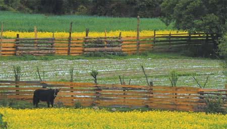 Rapeseed flowers in Bayi, capital of Nyingchi prefecture. 