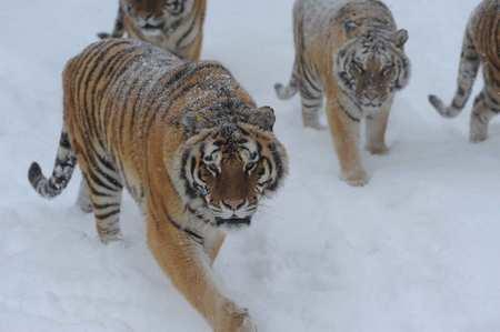 Siberian&nbsp;tigers&nbsp;stroll&nbsp;in&nbsp;snow&nbsp;Monday&nbsp;at&nbsp;the&nbsp;Hengdaohezi&nbsp;animal&nbsp;breeding&nbsp;center&nbsp;in&nbsp;northeastern&nbsp;Heilongjiang&nbsp;Province.&nbsp;The&nbsp;number&nbsp;of&nbsp;tigers&nbsp;in&nbsp;the&nbsp;center&nbsp;exceeds&nbsp;900&nbsp;and&nbsp;is&nbsp;expected&nbsp;to&nbsp;reach&nbsp;1,000&nbsp;by&nbsp;the&nbsp;end&nbsp;of&nbsp;the&nbsp;year.&nbsp;[Photo:&nbsp;CFP]