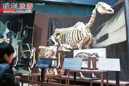 A boy looks at a model of a dinosaur at Beijing Museum of Natural History [Photo: sohu.com] 