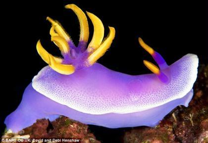 Purple Glory: The Hypselodoris apolegma is a rich pinkish purple with a white border to the mantle