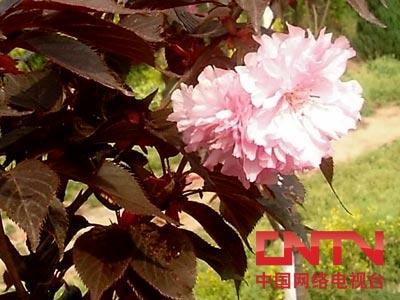[4月6日预告]红叶樱花苗木种植技术;大花六道木