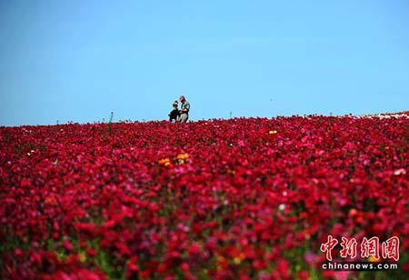 Flowers are seen in Carlsbad, north of San Diego, California. The nearly fifty acres of Giant Tecolote Ranunculus flowers that make up The Flower Fields at Carlsbad Ranch are in a full bloom for approximately six to eight weeks each year.(Photo Source: chinanews.com)