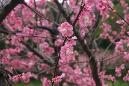 The plum blossoms blooming in March have made Century Park in the Pudong district of Shanghai a popular destination for family outings on weekends. Encompassing some 140 hectares, Century Park has been dubbed as one of the city's "green lungs." [Photo:travel.sohu.com] 
