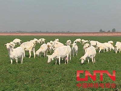 [4月26日预告]关中奶山羊养殖技术