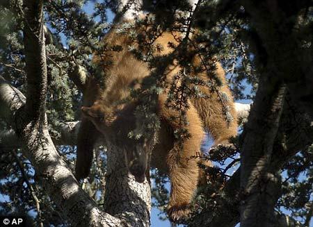 美国113公斤重黑熊被困树上成功获救_CCTV.
