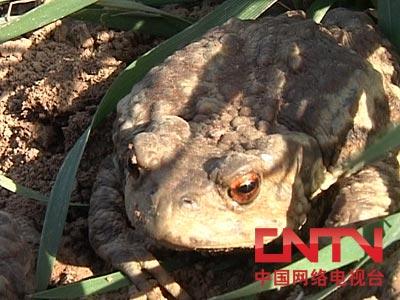 农广天地]蟾蜍的养殖与加工技术(2010.6.13)