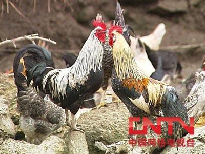 徐文杰养鹊山鸡:鹊山鸡养殖让他一年赚了300万