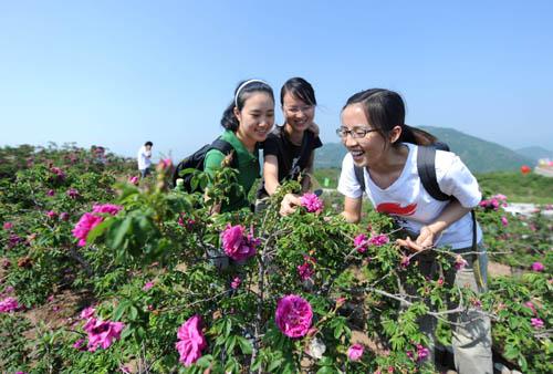 6月23日,北京门头沟区妙峰山玫瑰谷,一位小游客和花农一起采摘