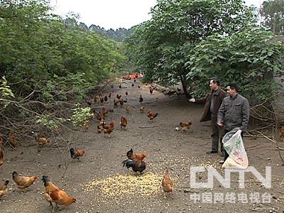 致富经栏目_致富栏目在哪个电视台_致富栏目养石蹦