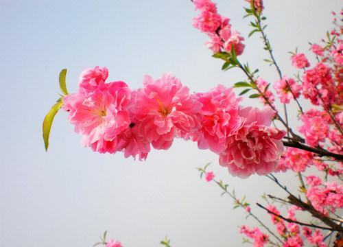 http:\/\/travel.cntv.cn\/20110503\/103203_1.sh