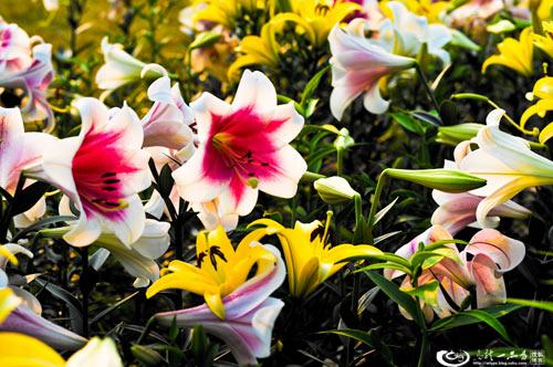 2013qq唯美百合花相关图片