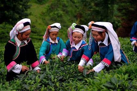 茶树的种植及茶叶的品种-技术联播-7+农业