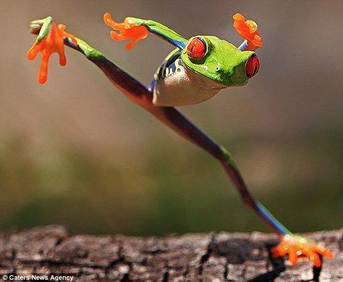 摄影师抓拍到红眼睛树蛙“踢腿”一幕，这只青蛙仿佛是在模仿李小龙的功夫。
