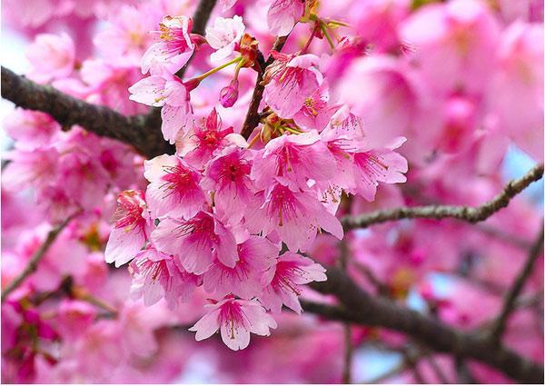 2012北京桃花节全攻略云南景点攻略v景点冷门图片