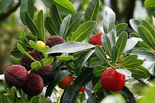 广州周边采摘水果好去处 荔枝火龙果三华李