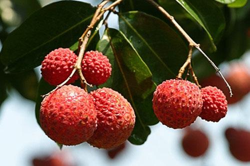 广州周边采摘水果好去处 荔枝火龙果三华李