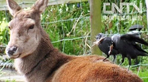 动物传奇:记录野生动物生活景象