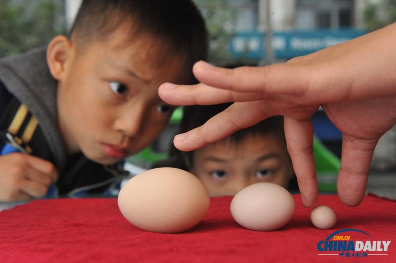 超小型袖珍鸡蛋（右）和普通鸡蛋（左）及袖珍鸡蛋（中）对比