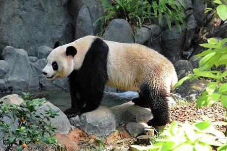 Giant pandas enchant public in Singapore debut CCTV News - CNTV English Giant pandas enchant public in Singapore debut CCTV News - CNTV English