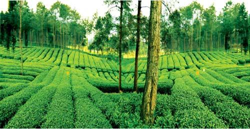茶园风貌