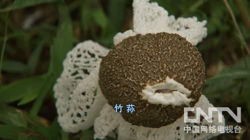 <em>盯上穿裙子的竹姑娘</em>好赚钱(8月7日21:17)_三农
