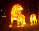 Night Safari Tour