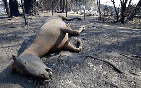More than 200 dead in bushfire