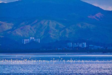 Egret flows in Shenzhen bay