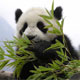 Osos panda actúan como amables embajadores de China